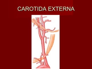 CAROTIDA EXTERNA
 