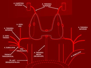 A. CARÓTIDA              A. TIROIDEA
                  EXTERNA                 SUPERIOR




                   A. CERV.
                     ASC
                                                                  A. TIROIDEA
  A. TIROIDEA
                                                                   INFERIOR
   INFERIOR


A. CERV
TRANSV




  A. SUBCLAVIA
                      PRE-
                   ESCALENICA
                                A. TIROIDEA                            IA
                                                                  AV
   TRONCO                          MEDIA                      B CL
                                                            SU
TIROCERVICAL                    (NEUBAUER)             A.

      TR. ART.
   BRAQUICEFÁLICO
 