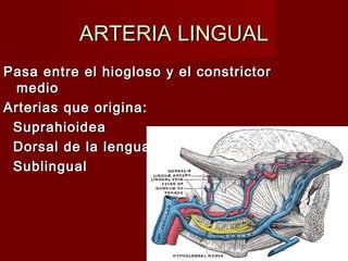 ARTERIA LINGUAL
Pasa entre el hiogloso y el constrictor
  medio
Arterias que origina:
 Suprahioidea
 Dorsal de la lengua
 Sublingual
 
