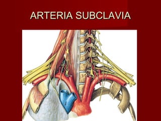 ARTERIA SUBCLAVIA
 