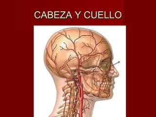 CABEZA Y CUELLO
 