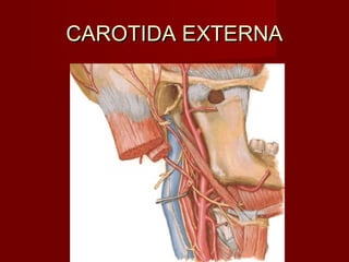 CAROTIDA EXTERNA
 