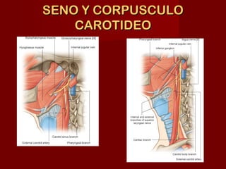 SENO Y CORPUSCULO
    CAROTIDEO
 