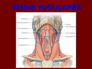 VENAS YUGULARES
 