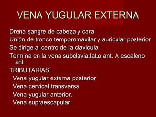 VENA YUGULAR EXTERNA
Drena sangre de cabeza y cara
Unión de tronco temporomaxilar y auricular posterior
Se dirige al centro de la clavicula
Termina en la vena subclavia,lat.o ant. A escaleno
  ant
TRIBUTARIAS
 Vena yugular externa posterior
 Vena cervical transversa
 Vena yugular anterior.
 Vena supraescapular.
 