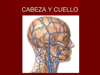 CABEZA Y CUELLO
 