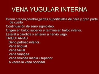 VENA YUGULAR INTERNA
Drena craneo,cerebro,partes superficiales de cara y gran parte
  de cuello
Continuación de seno sigmoideo.
Origen en bulbo superior y termina en bulbo inferior.
Lateral a carotida y anterior a nervio vago.
TRIBUTARIAS
  Seno petroso inferior.
  Vena lingual.
  Vena facial
  Vena faringea
  Vena tiroidea media i superior.
  A veces la vena occipital.
 