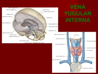 VENA
YUGULAR
INTERNA
 