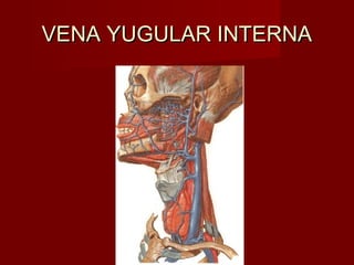 VENA YUGULAR INTERNA
 