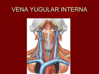 VENA YUGULAR INTERNA
 