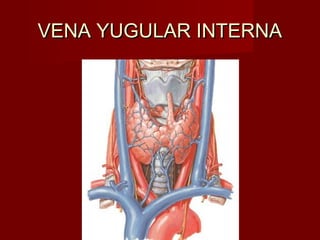 VENA YUGULAR INTERNA
 