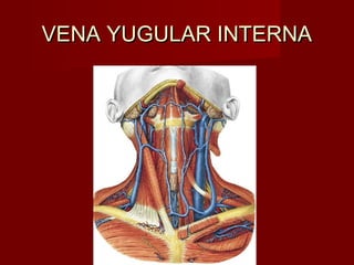 VENA YUGULAR INTERNA
 