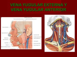 VENA YUGULAR EXTERNA Y
VENA YUGULAR ANTERIOR
 