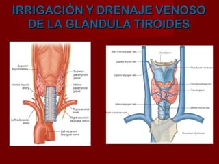 IRRIGACIÓN Y DRENAJE VENOSO
  DE LA GLÁNDULA TIROIDES
 