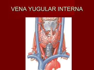 VENA YUGULAR INTERNA
 
