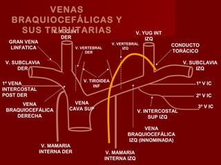 VENAS
   BRAQUIOCEFÁLICAS Y
     SUS TRIBUTARIAS
          V. YUG INT                                     V. YUG INT
                     DER                                     IZQ
  GRAN VENA                                  V. VERTEBRAL             CONDUCTO
  LINFATICA                 V. VERTEBRAL          IZQ
                                 DER                                  TORÁCICO

 V. SUBCLAVIA                                                             V. SUBCLAVIA
      DER                                                                      IZQ

                               V. TIROIDEA
1º VENA                                                                       1º V IC
                                    INF
INTERCOSTAL
POST DER                                                                      2º V IC
      VENA               VENA
                       CAVA SUP                                                3º V IC
 BRAQUIOCEFÁLICA                                         V. INTERCOSTAL
    DERECHA                                                   SUP IZQ

                                                           VENA
                                                    BRAQUIOCEFÁLICA
                                                    IZQ (INNOMINADA)
               V. MAMARIA
              INTERNA DER                   V. MAMARIA
                                           INTERNA IZQ
 