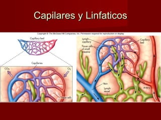 Capilares y Linfaticos
 