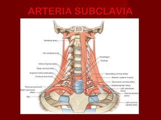 ARTERIA SUBCLAVIA
 