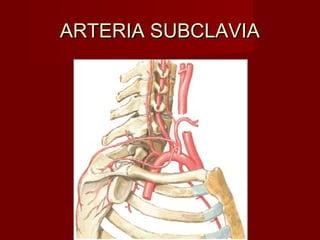 ARTERIA SUBCLAVIA
 