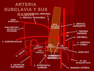 ARTERIA
 SUBCLAVIA Y SUS
     RAMAS PROFUNDA
        A. CERVICAL

                   A. CERVICAL TRANSVERSA
        RAMA
     SUPERFICIAL
                                                   MUSC.               A. CERVICAL
                                                 ESCALENO              ASCENDENTE
  RAMA PROFUNDA
                                                 ANTERIOR
    (ESCAPULAR
    POSTERIOR)                                                           A. TIROIDEA
                                                                          INFERIOR
                                                                  C6
                                                                        A. VERTEBRAL

A. SUPRAESCAPULAR                                                          A. CARÓTIDA
                                      -        RETRO-                         COMÚN
                                 POST CA     ESCALENICA
                                                             PRE-
                                    LENI                  ESCALENICA
                               ESCA
                                   1era
                          AR                                             A. SUBCLAVIA
                        IL       COSTILLA
                   AX
             A.                            TR. INTERCOSTO
                                                 TRONCO
                                              TIROCERVICAL
                                               CERVICAL
                                                                             TR. ART.
                                                                          BRAQUICEFÁLICO
       A. ESCAPULAR            A. INTERCOSTAL
       POSTERIOR(*)                SUPERIOR                        A. MAMARIA INTERNA
 