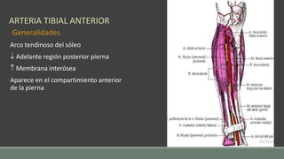 Generalidades Tibia arteriasyvenasdelmiembroinferior-210413022431.pptx