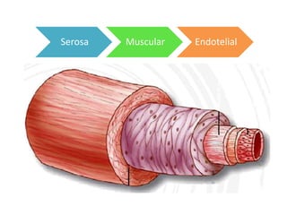 Serosa   Muscular   Endotelial
 