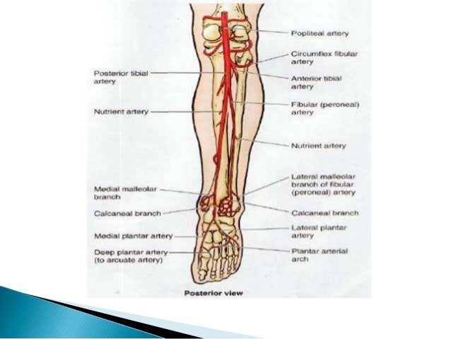 Anterior Tibial Artery