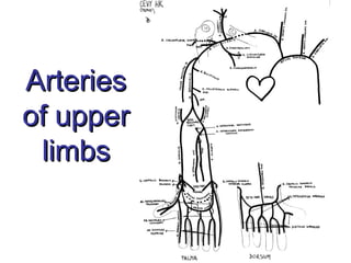 Arteries
of upper
limbs

 