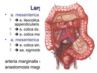 Arteries of human body - Arterije tela | PPT