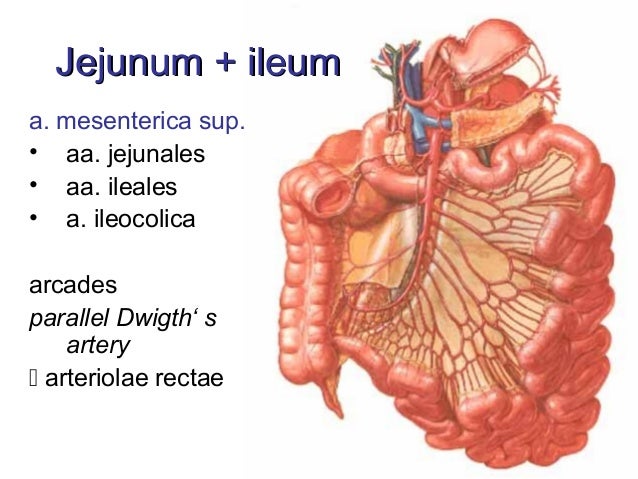 Arteries Of Human Body Arterije Tela