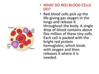 • WHAT DO RED BLOOD CELLS
DO?
• Red blood cells pick up the
life-giving gas oxygen in the
lungs and release it
throughout the body. A single
drop of blood contains about
five million of these tiny cells.
Each cell is packed with the
bright red protein
hemoglobin, which binds
with oxygen and then
releases it where it is
needed.
 