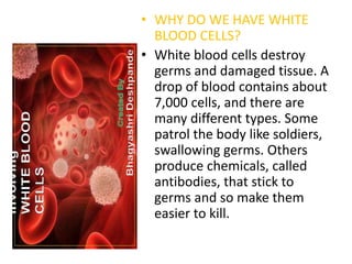 • WHY DO WE HAVE WHITE
BLOOD CELLS?
• White blood cells destroy
germs and damaged tissue. A
drop of blood contains about
7,000 cells, and there are
many different types. Some
patrol the body like soldiers,
swallowing germs. Others
produce chemicals, called
antibodies, that stick to
germs and so make them
easier to kill.
 