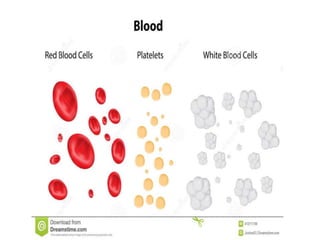 Arteries  capillaries    veins