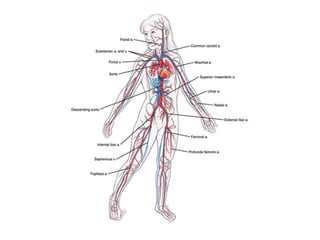 Arteries  capillaries    veins