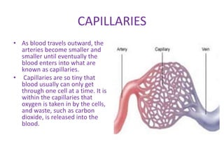 CAPILLARIES
• As blood travels outward, the
arteries become smaller and
smaller until eventually the
blood enters into what are
known as capillaries.
• Capillaries are so tiny that
blood usually can only get
through one cell at a time. It is
within the capillaries that
oxygen is taken in by the cells,
and waste, such as carbon
dioxide, is released into the
blood.
 