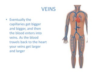 VEINS
• Eventually the
capillaries get bigger
and bigger, and then
the blood enters into
veins. As the blood
travels back to the heart
your veins get larger
and larger
 