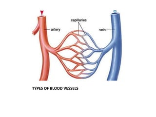 TYPES OF BLOOD VESSELS
 