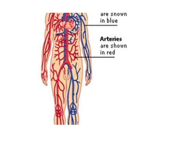 Arteries Capillaries Veins