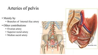 Arteries of pelvis
• Mainly by
• Branches of Internal iliac artery
• Other contributions
• Ovarian artery
• Superior rectal artery
• Median sacral artery
 