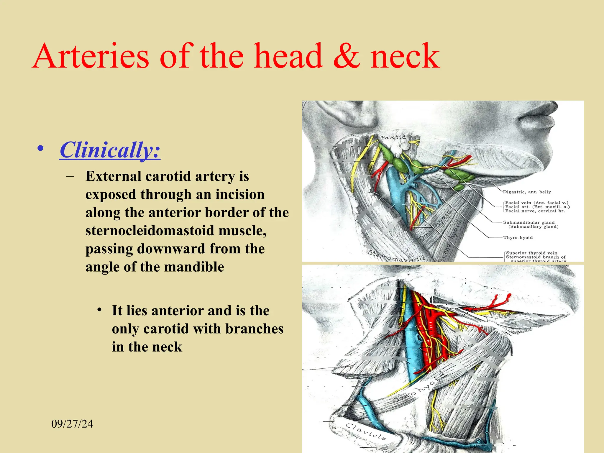 Anatomy of arteries of head and neck.ppt