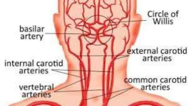 Arteries Of Neck