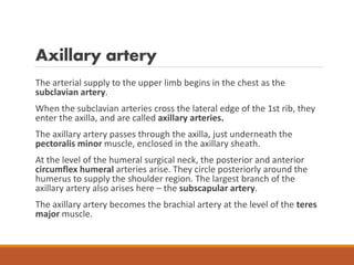 Axillary artery
The arterial supply to the upper limb begins in the chest as the
subclavian artery.
When the subclavian arteries cross the lateral edge of the 1st rib, they
enter the axilla, and are called axillary arteries.
The axillary artery passes through the axilla, just underneath the
pectoralis minor muscle, enclosed in the axillary sheath.
At the level of the humeral surgical neck, the posterior and anterior
circumflex humeral arteries arise. They circle posteriorly around the
humerus to supply the shoulder region. The largest branch of the
axillary artery also arises here – the subscapular artery.
The axillary artery becomes the brachial artery at the level of the teres
major muscle.
 