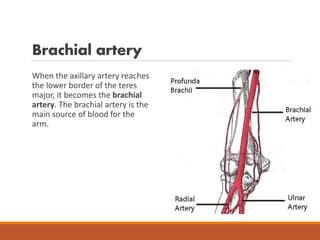 Brachial artery
When the axillary artery reaches
the lower border of the teres
major, it becomes the brachial
artery. The brachial artery is the
main source of blood for the
arm.
 