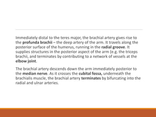 Immediately distal to the teres major, the brachial artery gives rise to
the profunda brachii – the deep artery of the arm. It travels along the
posterior surface of the humerus, running in the radial groove. It
supplies structures in the posterior aspect of the arm (e.g. the triceps
brachii, and terminates by contributing to a network of vessels at the
elbow joint.
The brachial artery descends down the arm immediately posterior to
the median nerve. As it crosses the cubital fossa, underneath the
brachialis muscle, the brachial artery terminates by bifurcating into the
radial and ulnar arteries.
 