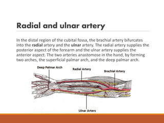 Radial and ulnar artery
In the distal region of the cubital fossa, the brachial artery bifurcates
into the radial artery and the ulnar artery. The radial artery supplies the
posterior aspect of the forearm and the ulnar artery supplies the
anterior aspect. The two arteries anastomose in the hand, by forming
two arches, the superficial palmar arch, and the deep palmar arch.
 