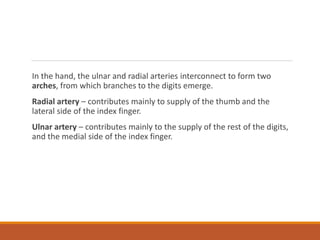 In the hand, the ulnar and radial arteries interconnect to form two
arches, from which branches to the digits emerge.
Radial artery – contributes mainly to supply of the thumb and the
lateral side of the index finger.
Ulnar artery – contributes mainly to the supply of the rest of the digits,
and the medial side of the index finger.
 