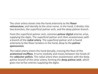 The ulnar artery moves into the hand anteriorly to the flexor
retinaculum, and laterally to the ulnar nerve. In the hand, it divides into
two branches, the superficial palmar arch, and the deep palmar branch.
From the superficial palmar arch, common palmar digital arteries arise,
supplying the digits. The superficial palmar arch then anastomoses with
a branch of the radial artery. The superficial palmar arch is found
anteriorly to the flexor tendons in the hand, deep to the palmar
aponeurosis.
The radial artery enters the hand dorsally, crossing the floor of the
anatomical snuffbox. It turns medially and moves between the heads of
the adductor pollicis. The radial artery then anastomoses with the deep
palmar branch of the ulnar artery, forming the deep palmar arch, which
gives rise to five arteries supplying the digits.
 
