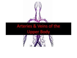Arteries & Veins of the Upper Body 