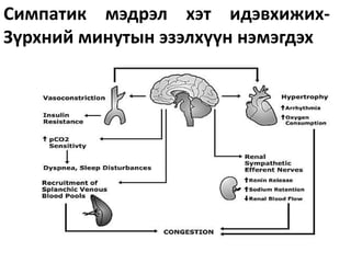 Симпатик мэдрэл хэт идэвхижих-
Зүрхний минутын эзэлхүүн нэмэгдэх
 