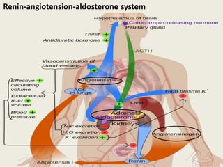 Renin-angiotension-aldosterone system
 